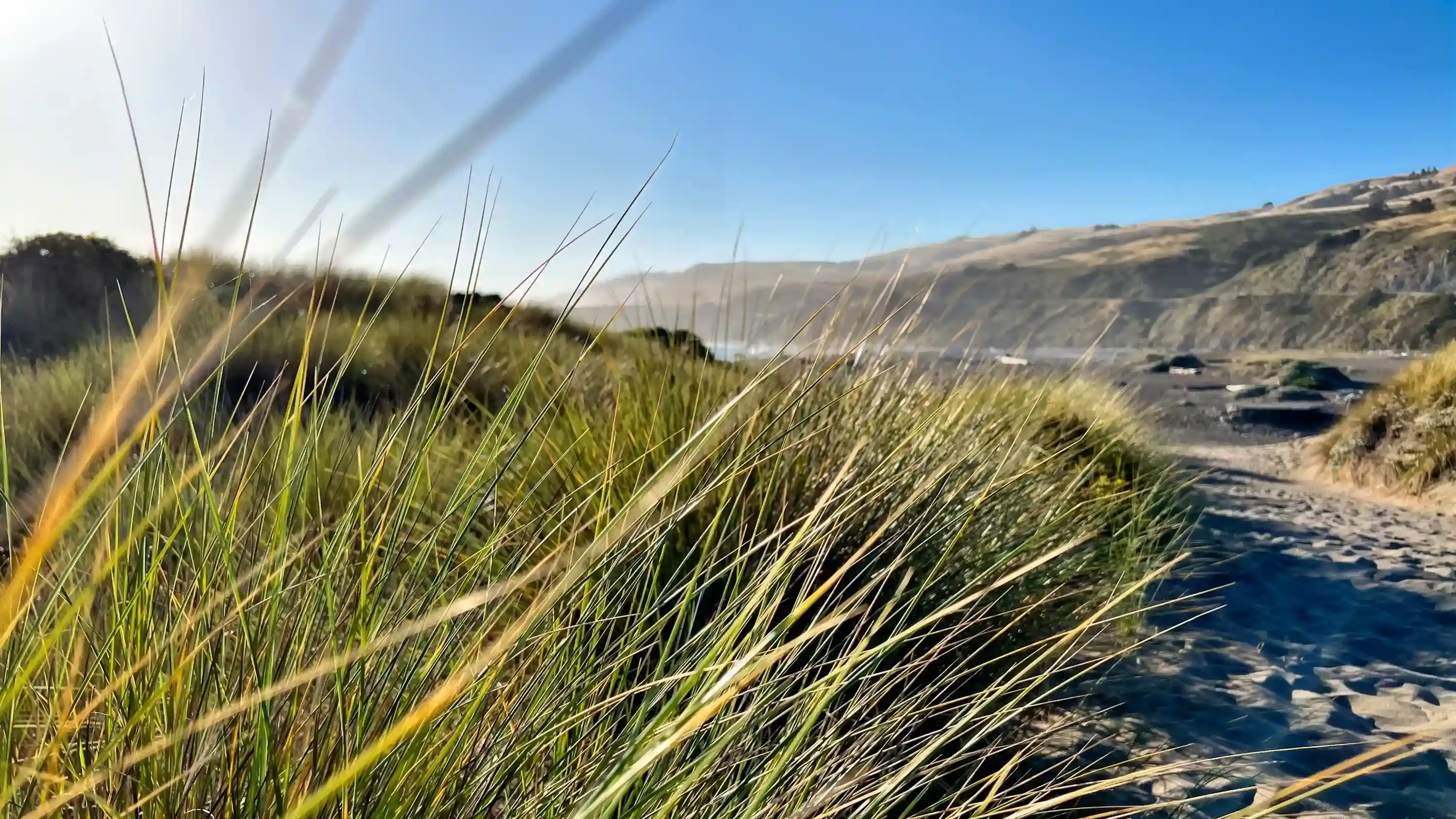 Dune and Reeds