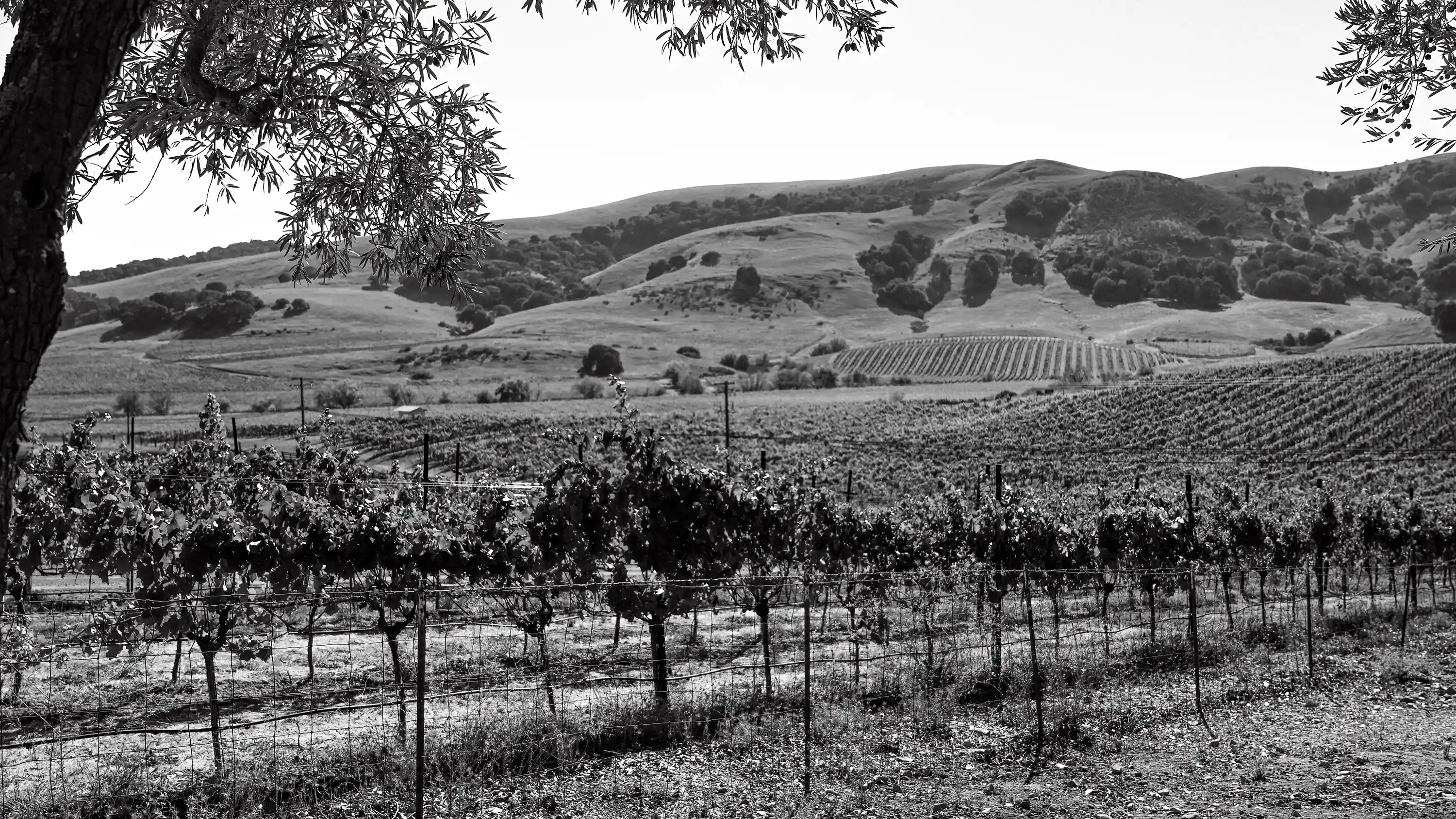 Sonoma Vines