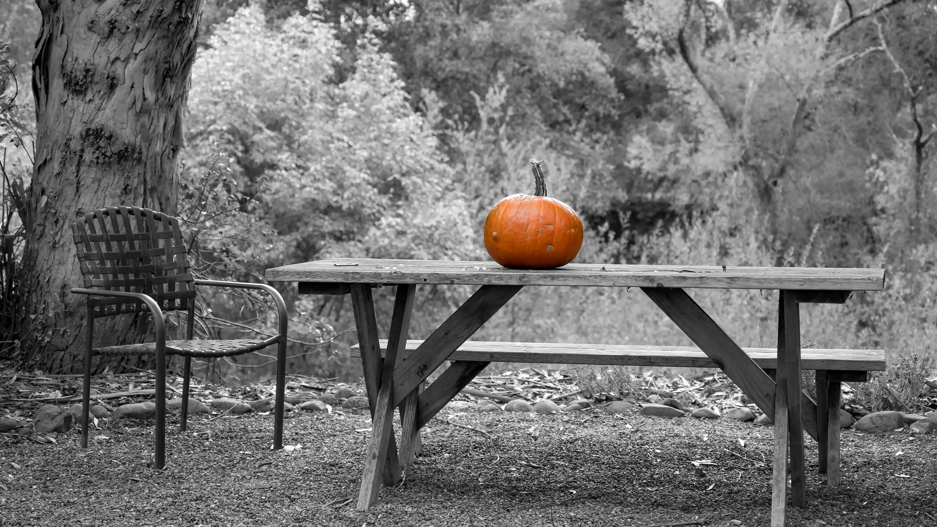 Pumpkin Bright