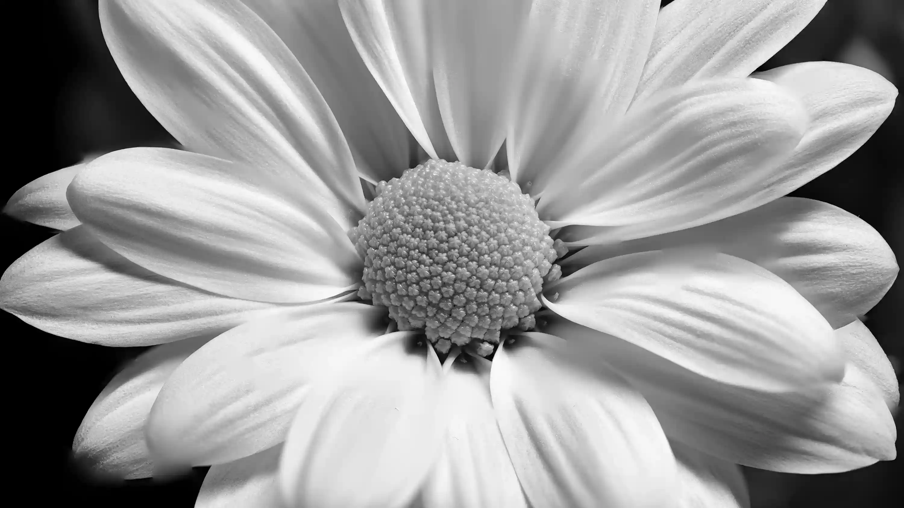 Daisy Bright White