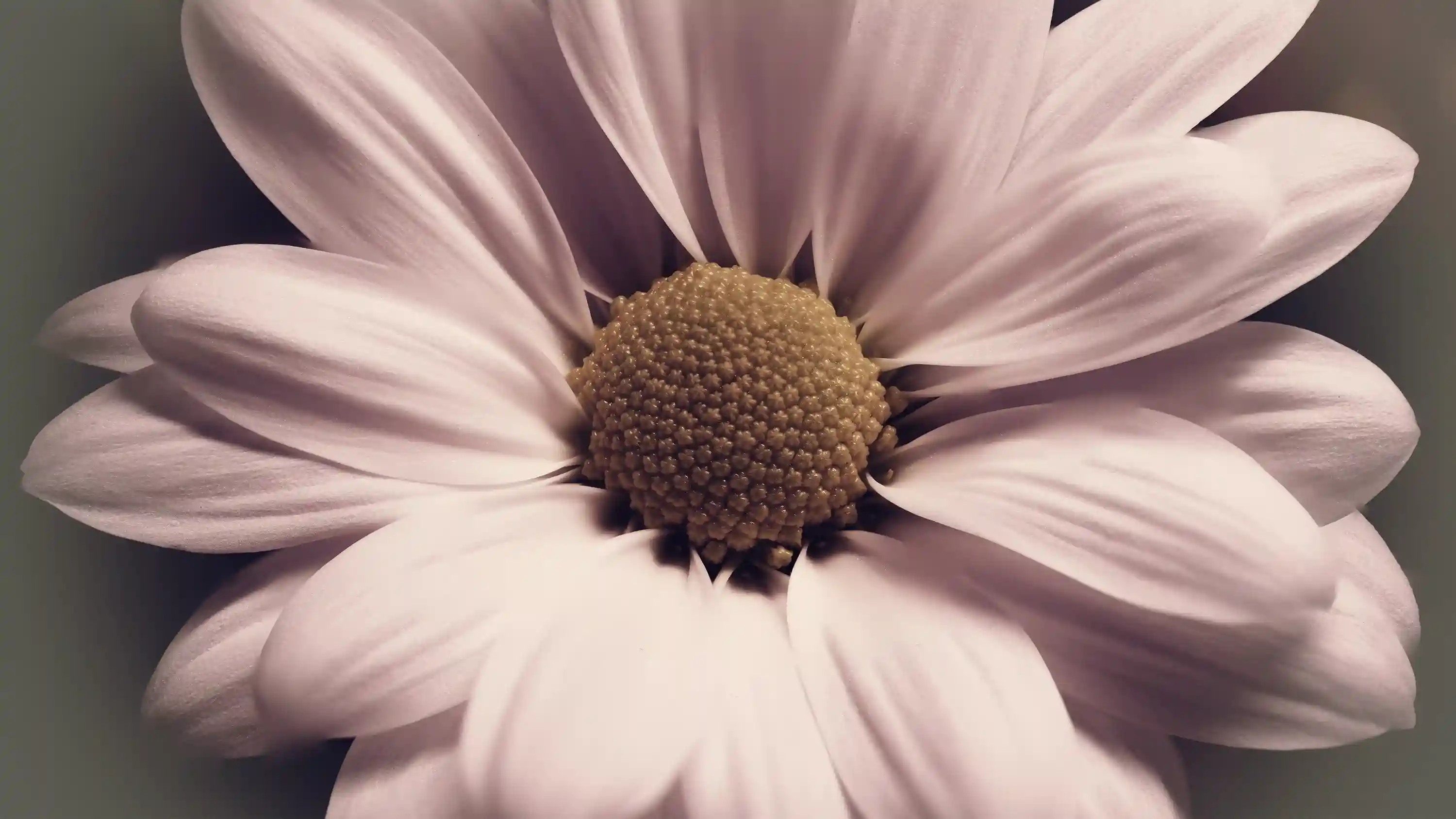 Daisy Pink