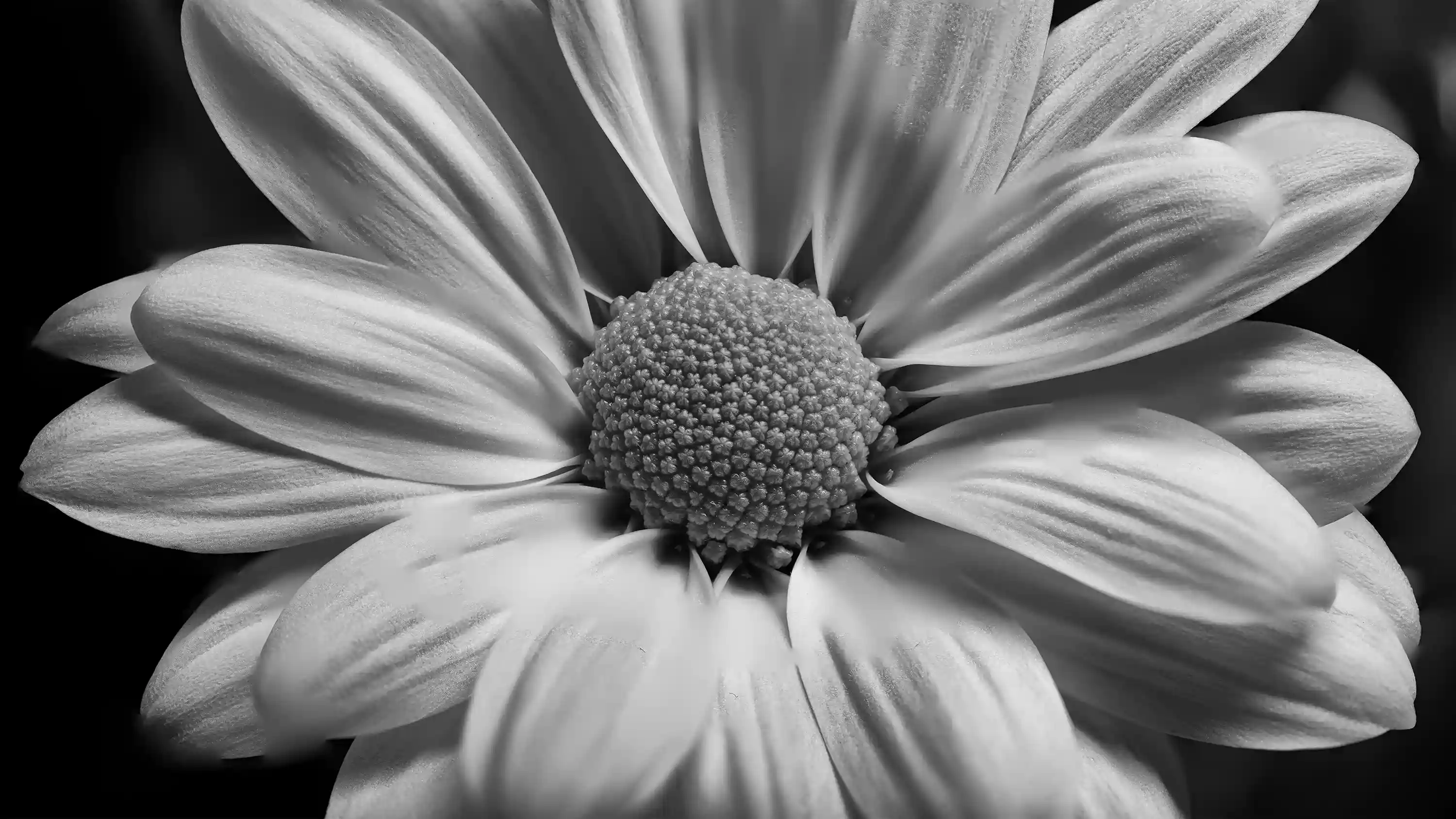 Daisy White