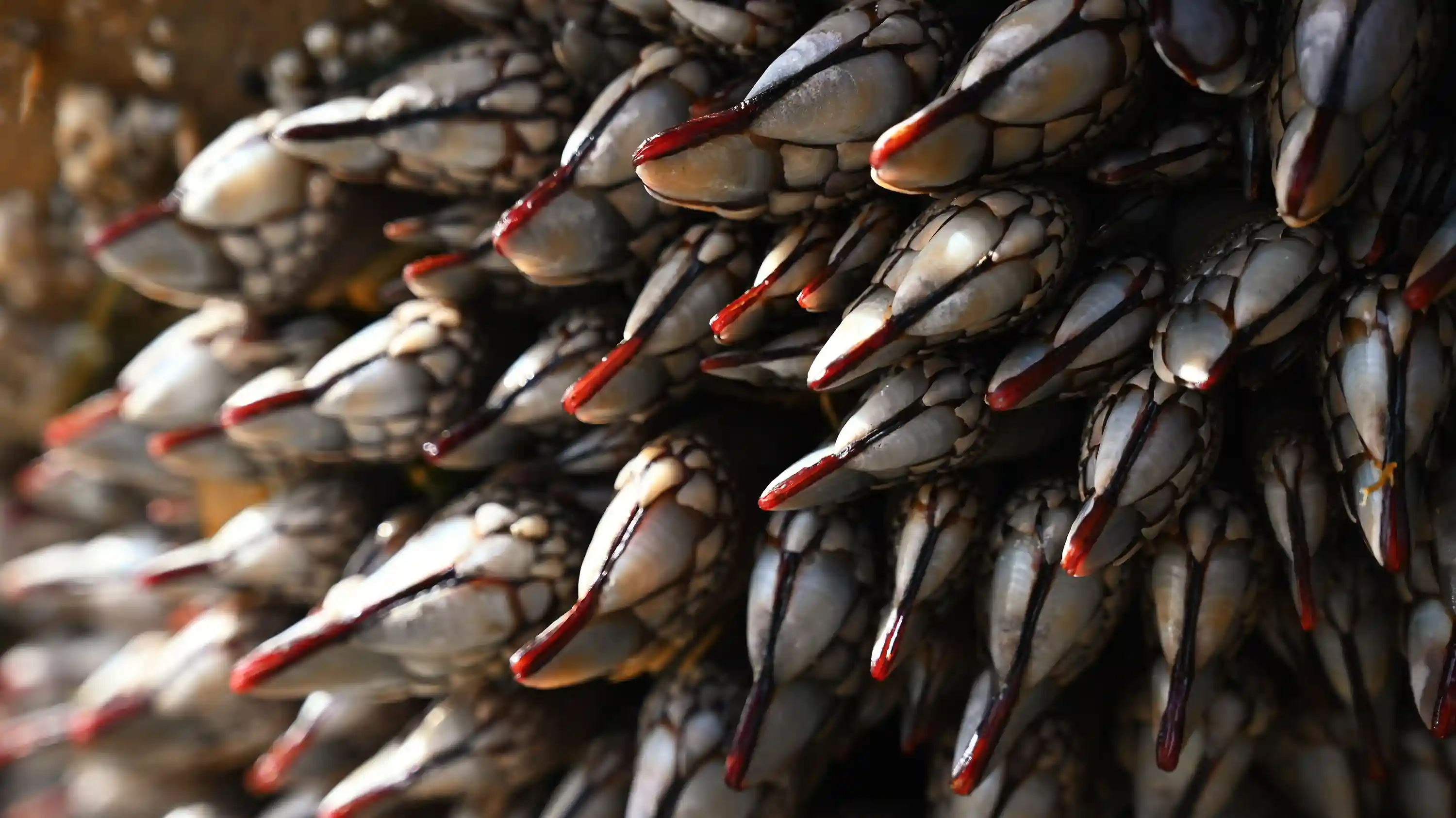 Red Nosed Dolphin Shells