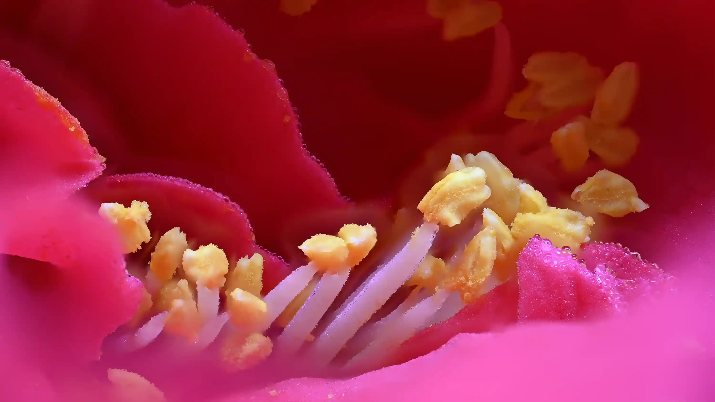 Red Flower