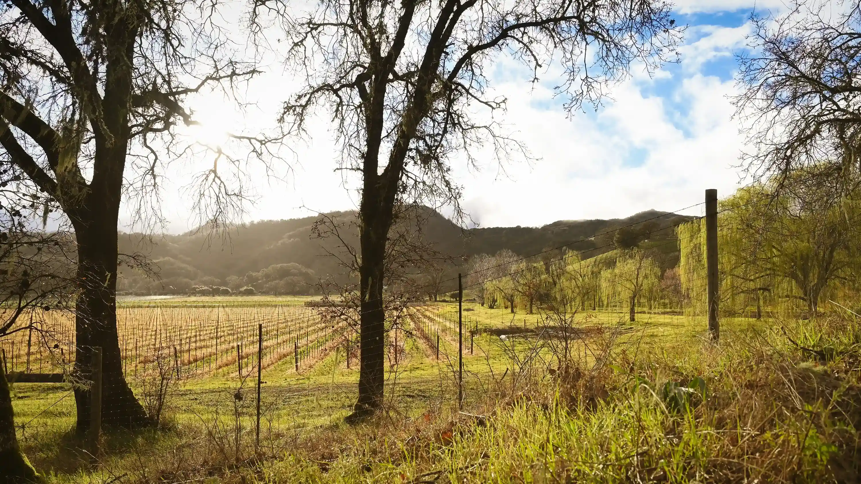 Mendo Peacefield