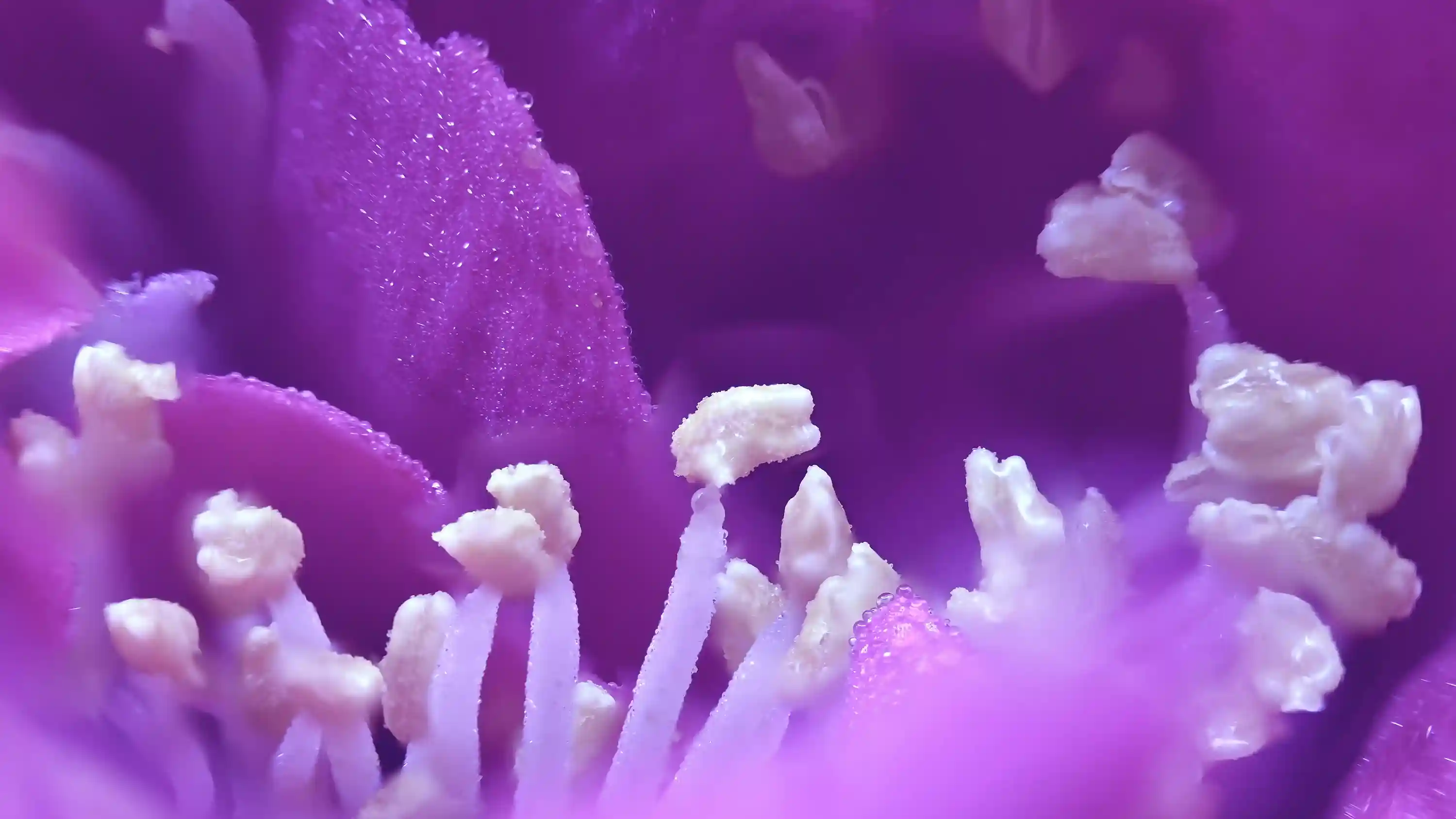 Purple Flower
