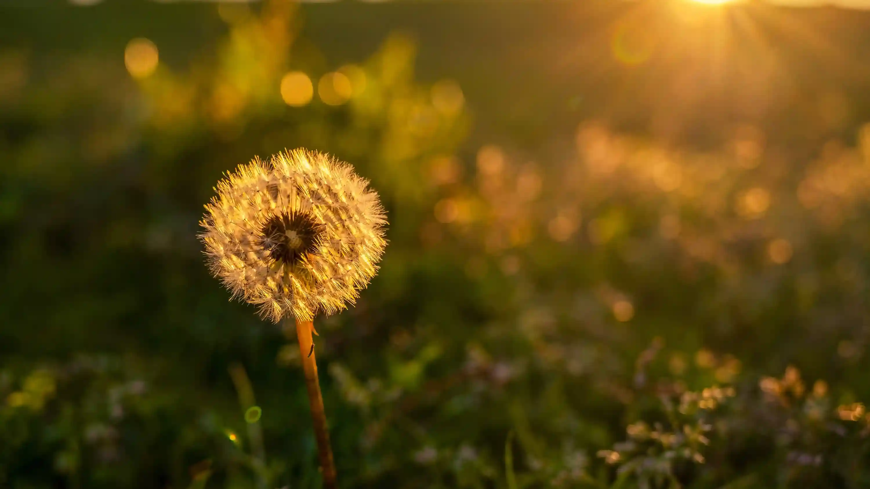 Dandelion Morning