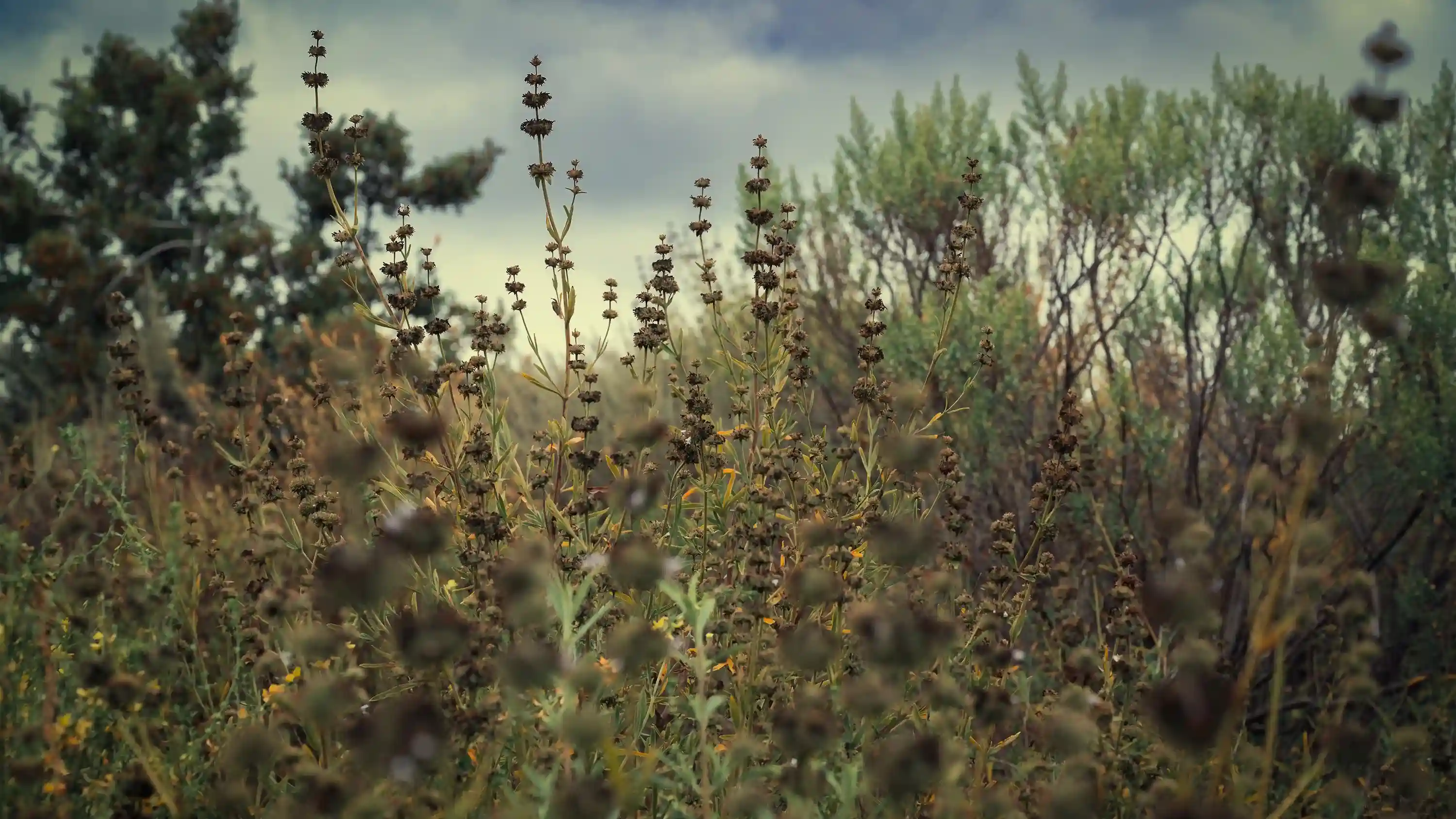 Hippie Weeds